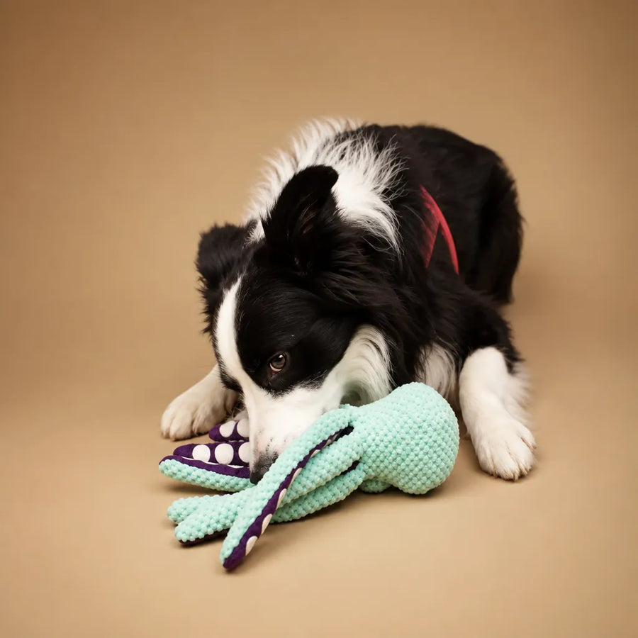 Jouet pieuvre chien sonore - Peluche poulpe interactive résistante