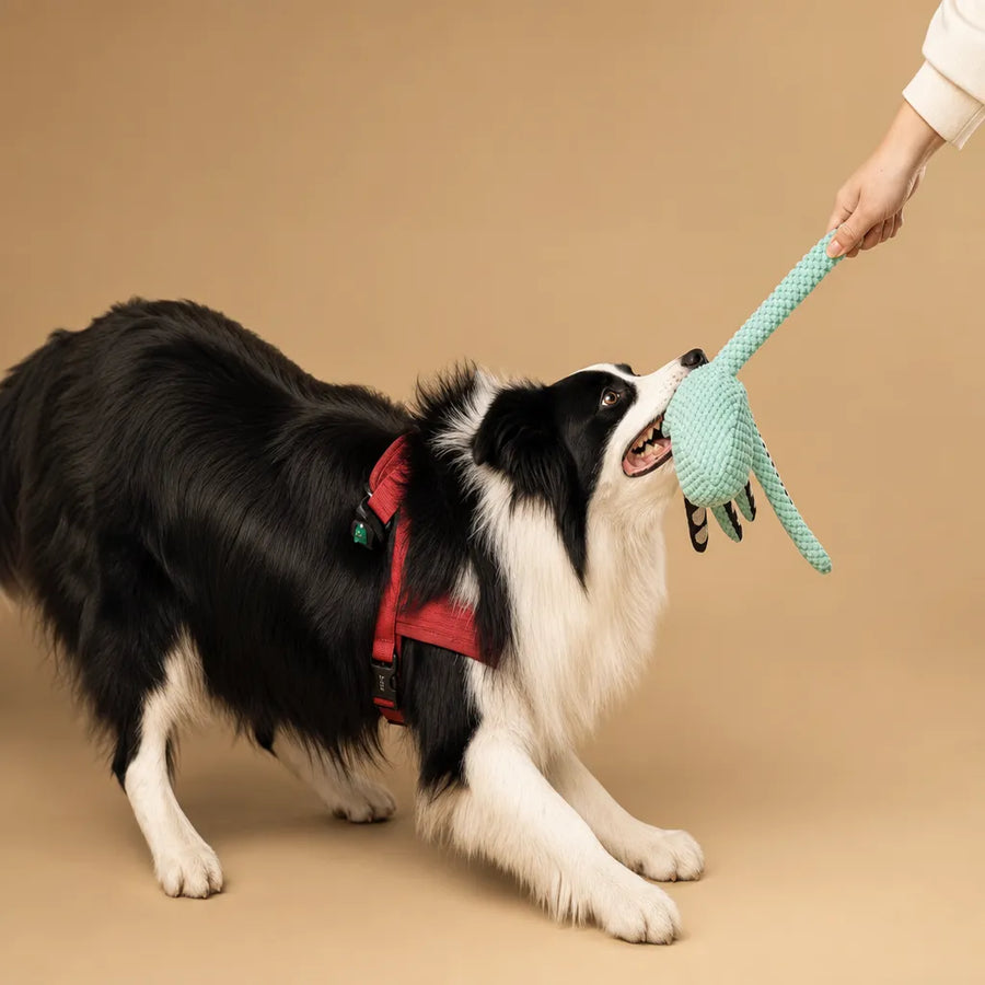 Jouet pieuvre chien sonore - Peluche poulpe interactive résistante