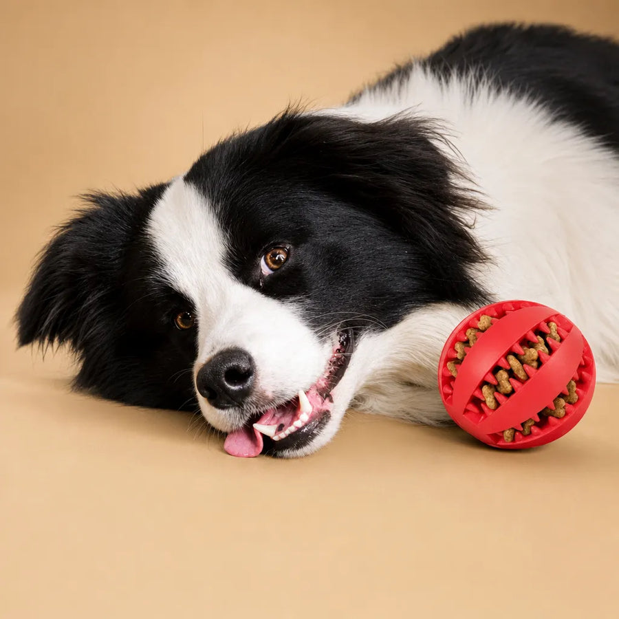 Balle kong chien caoutchouc - Picots distributeur friandises 5 cm