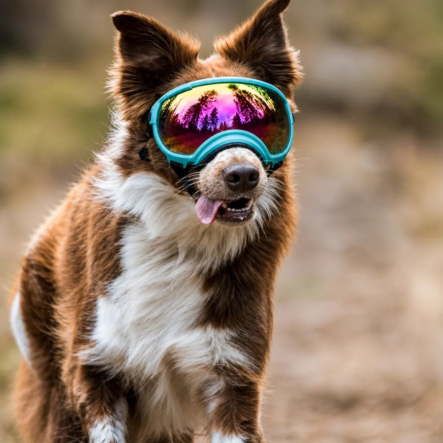 Lunette Protection Chien - Anti-UV & Anti-Choc