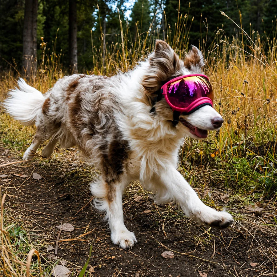Lunette Protection Chien - Anti-UV & Anti-Choc