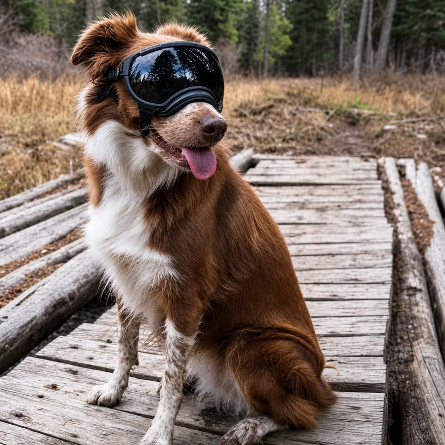 Lunette Protection Chien - Anti-UV & Anti-Choc
