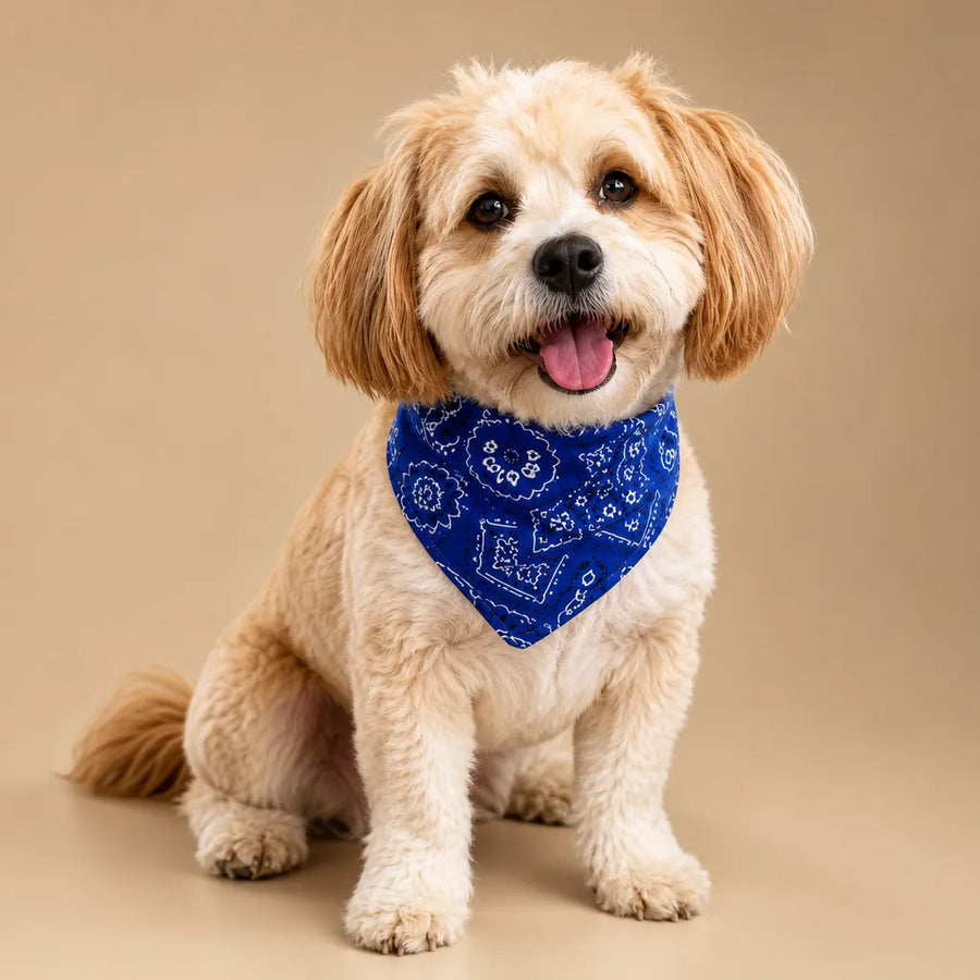 Collier bandana chien paisley réglable - S M L