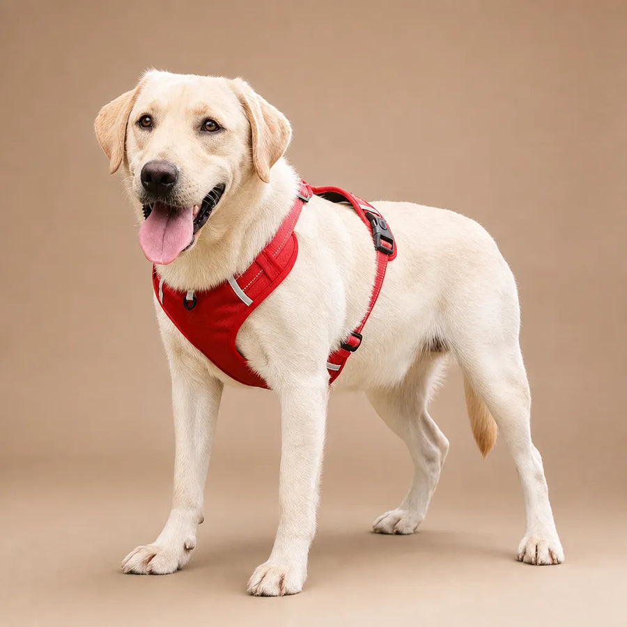 Harnais réglable chien - Anti traction réfléchissant XS au XL