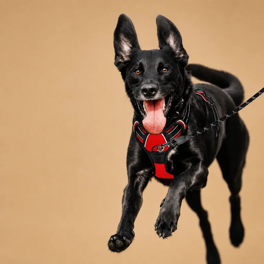 Harnais Chien Anti Traction Clip Frontal - Réfléchissant