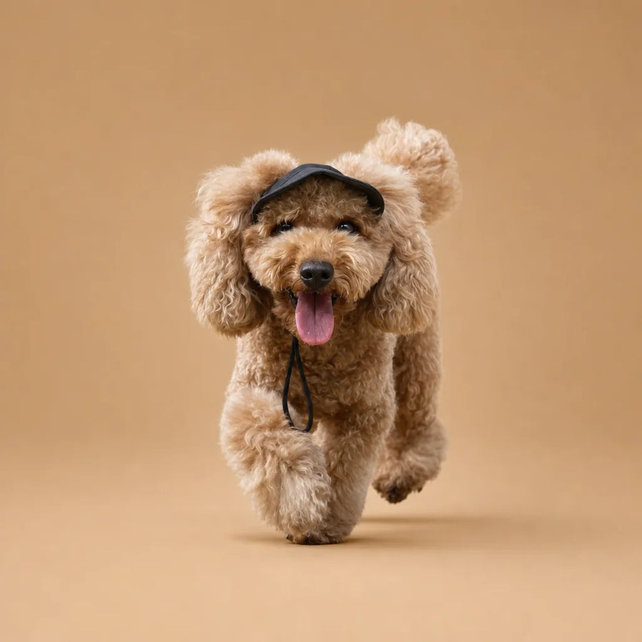 Casquette chien baseball - Visière UV & Trous pour oreilles