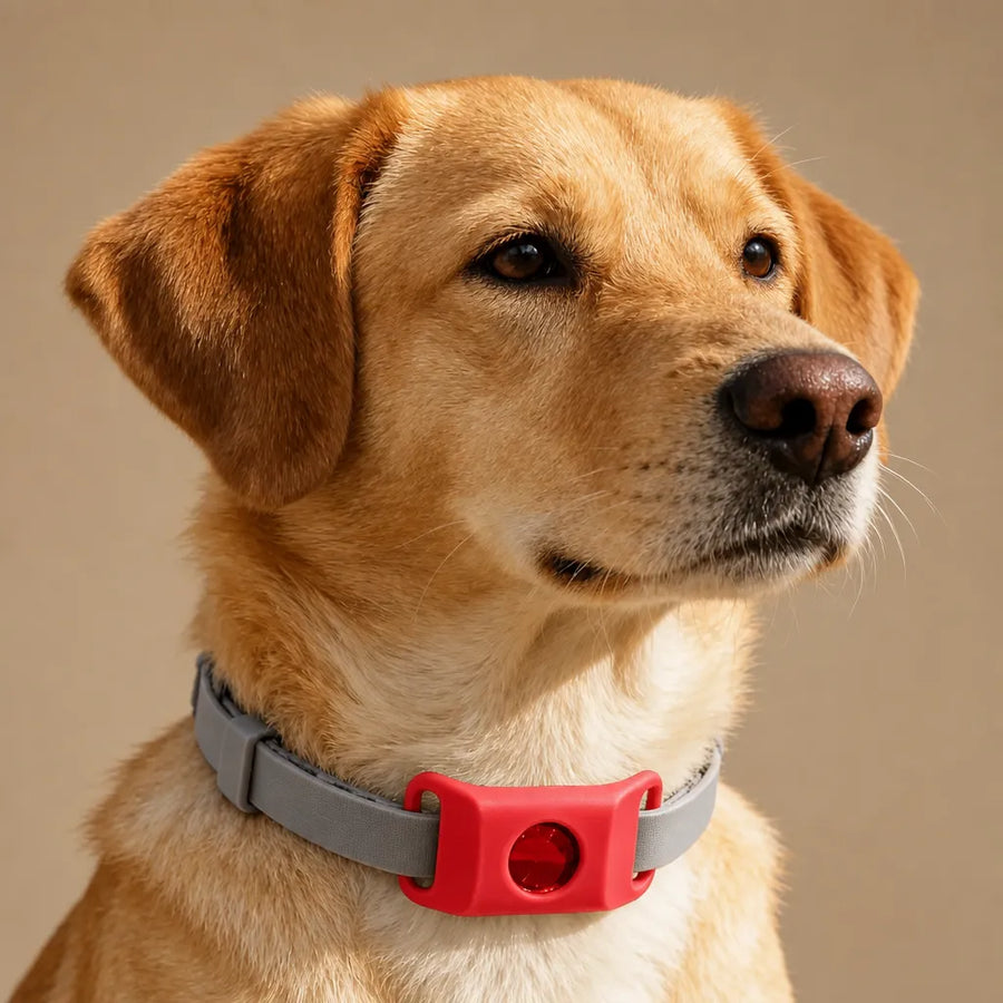 Collier anti puce et tique chien - Pendentif naturel 12 mois