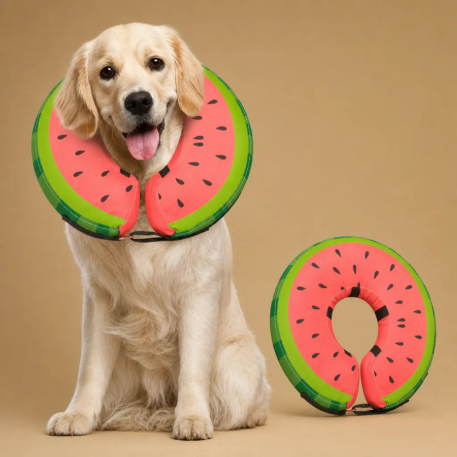 Collerette donut chien gonflable - Alternative douce au cône