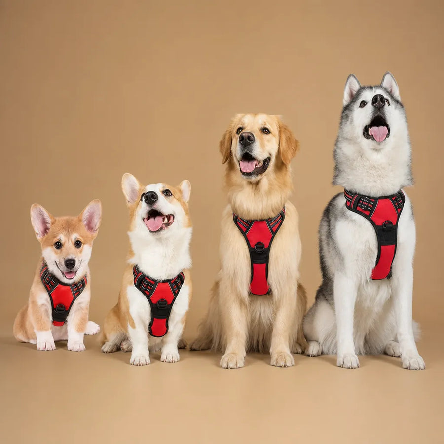 Harnais Chien Anti Traction Clip Frontal - Réfléchissant