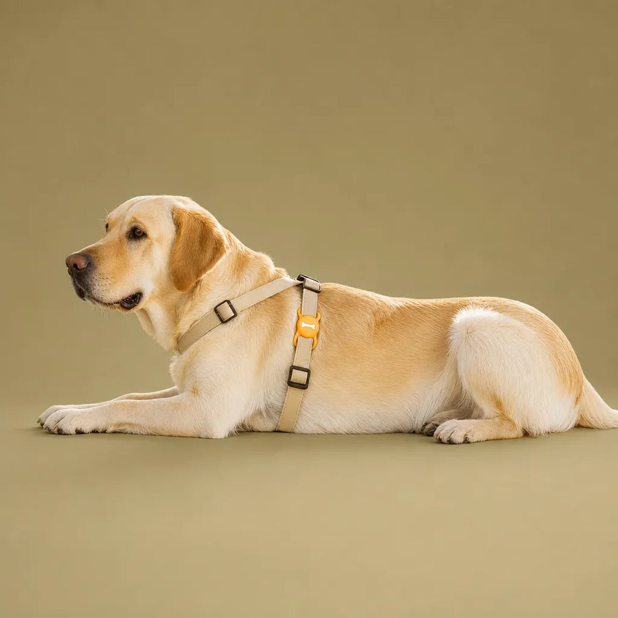 Collier AirTag pour chien - Housse silicone pour tracker