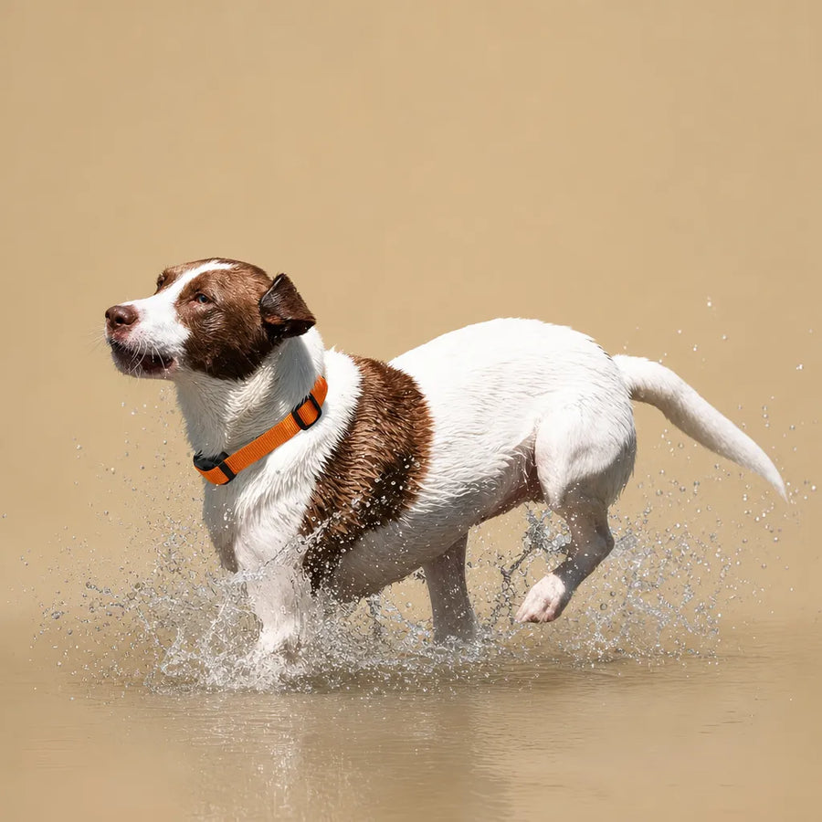 Collier Chien de Dressage Vibrant Sans Choc - Longue Portée