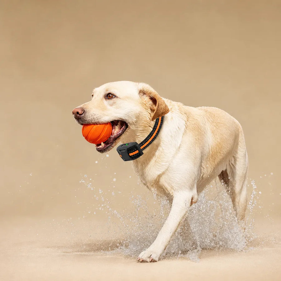 Collier dressage électrique chien - Télécommande 1100m IP67