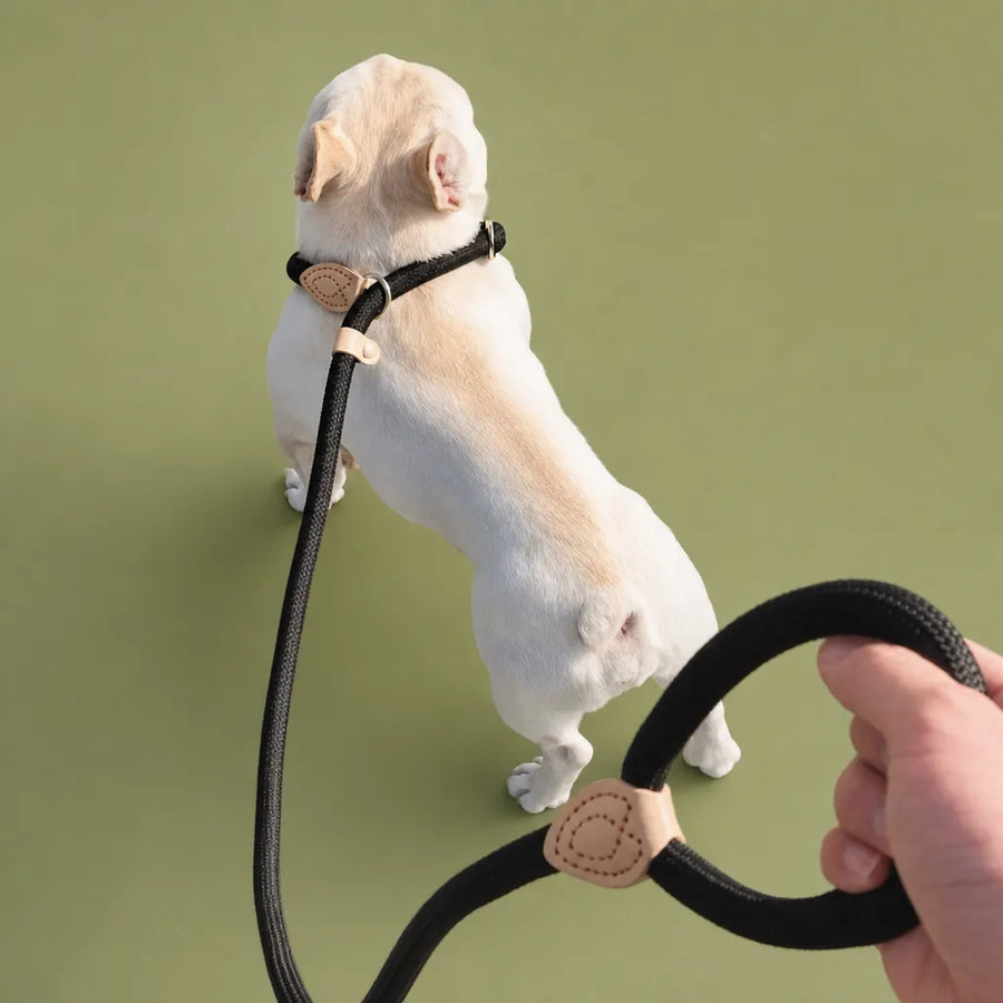 Laisse Chien Corde Tressée Réglable - Nylon Durable