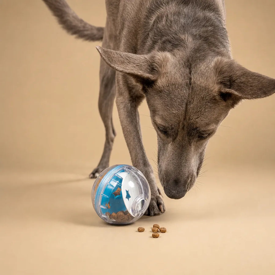 Jouet distributeur de friandises pour chien - Boule IQ