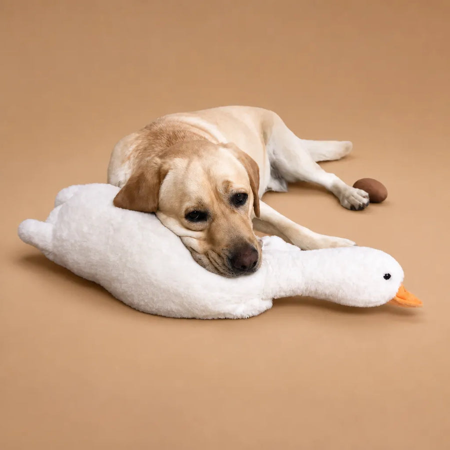 Jouet canard pour chien - Peluche douce et résistante à mâchouiller