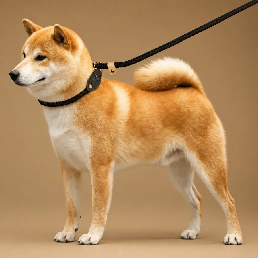 Laisse Chien Corde Tressée Réglable - Nylon Durable
