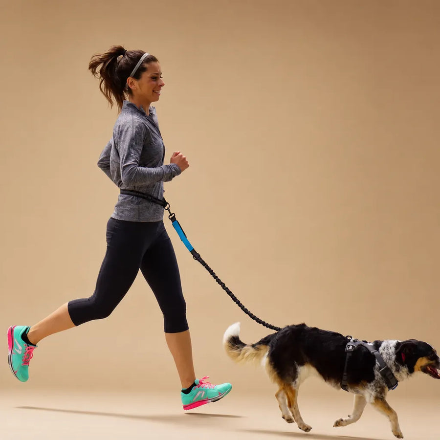 Laisse chien main libre - Ceinture réglable longe bungee