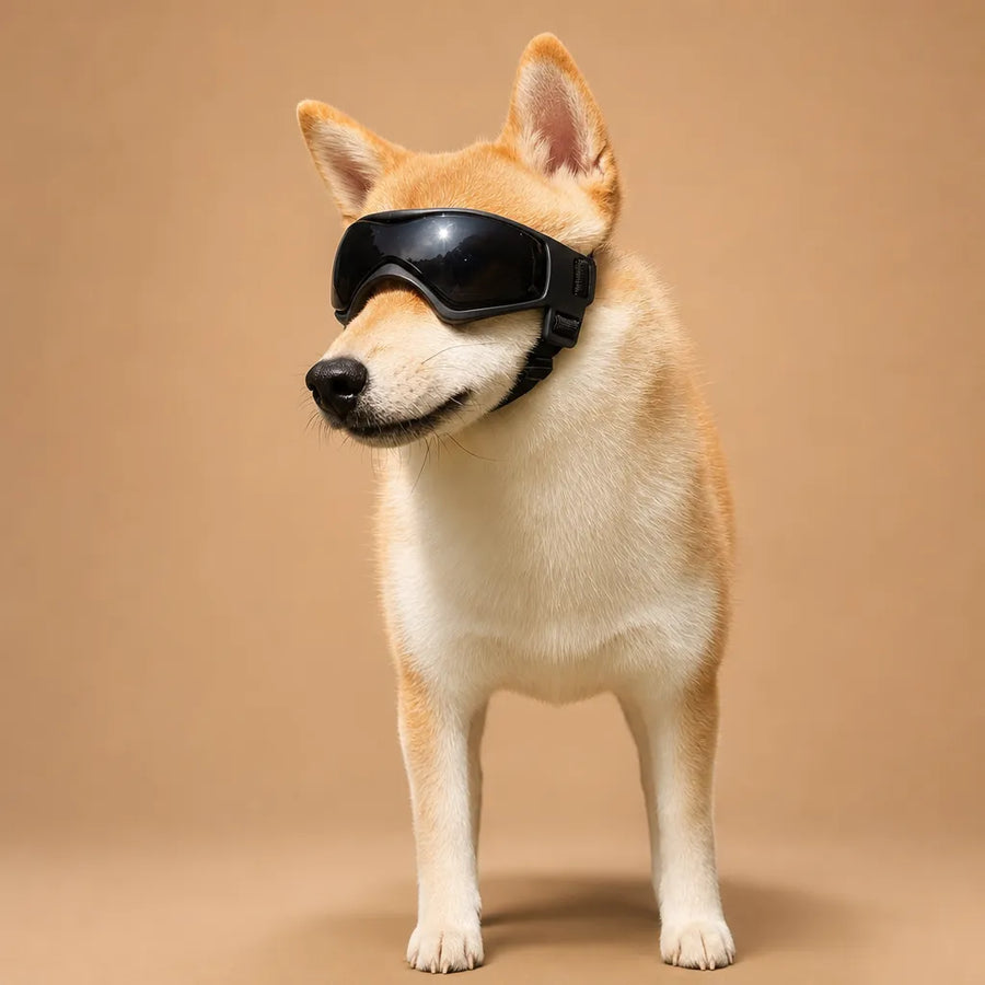 Lunette chien moto - Protection UV, vent et poussière