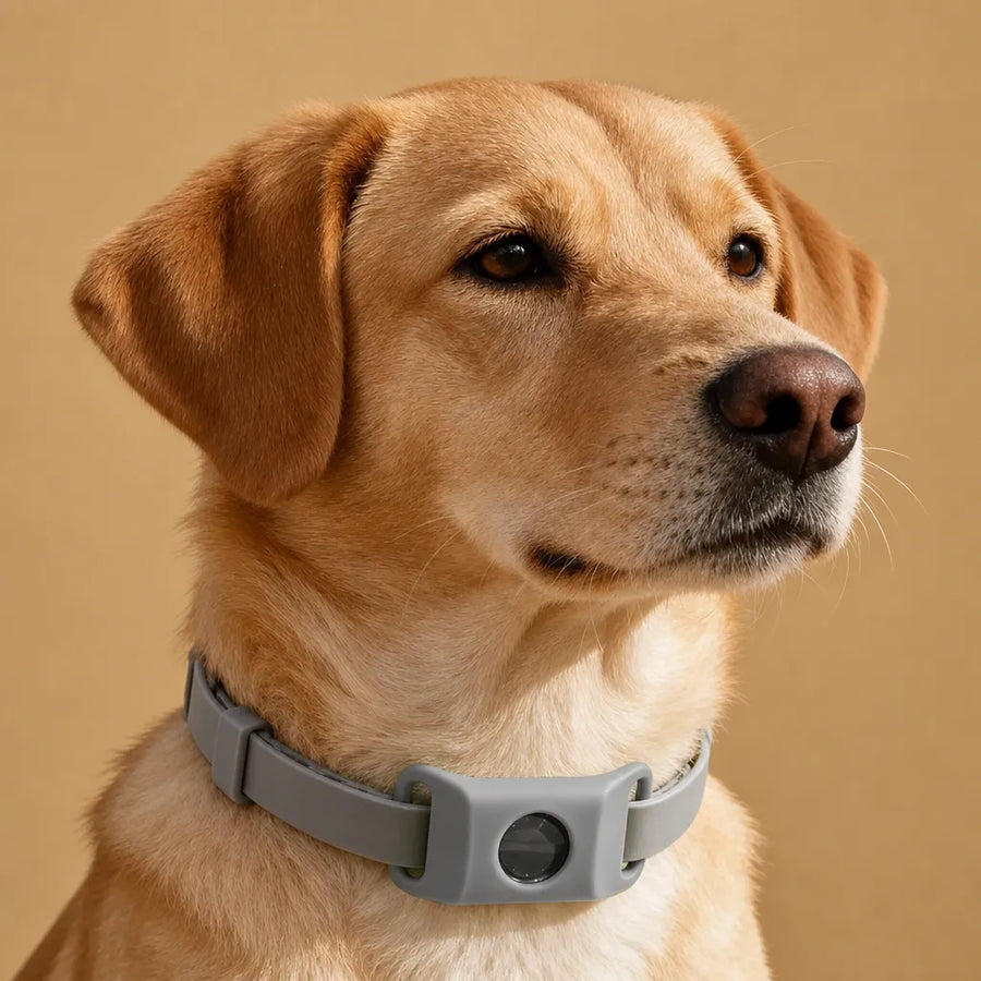 Collier anti puce et tique chien - Pendentif naturel 12 mois
