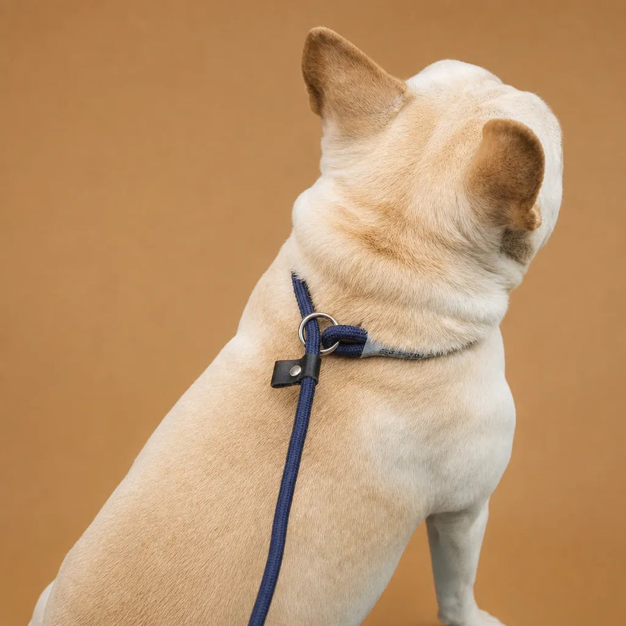 Laisse Chien Corde Tressée Réglable - Nylon Durable