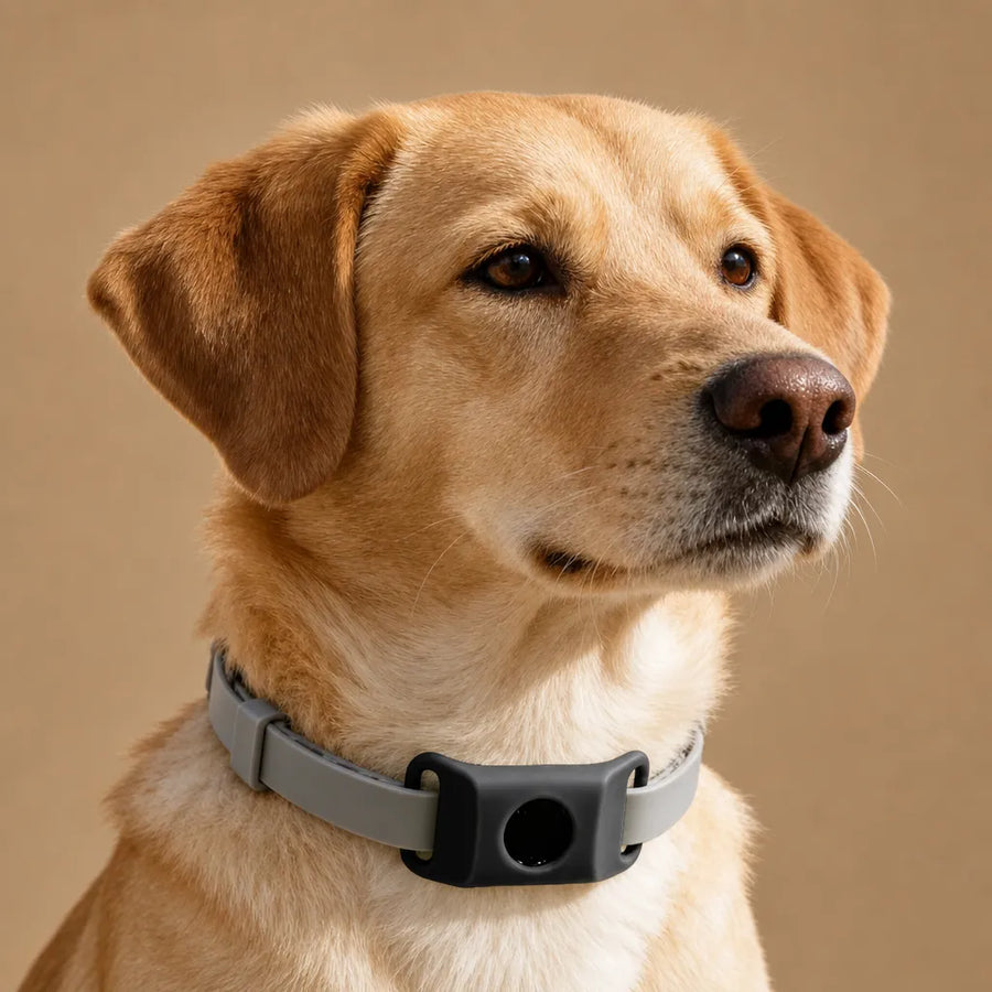 Collier anti puce et tique chien - Pendentif naturel 12 mois