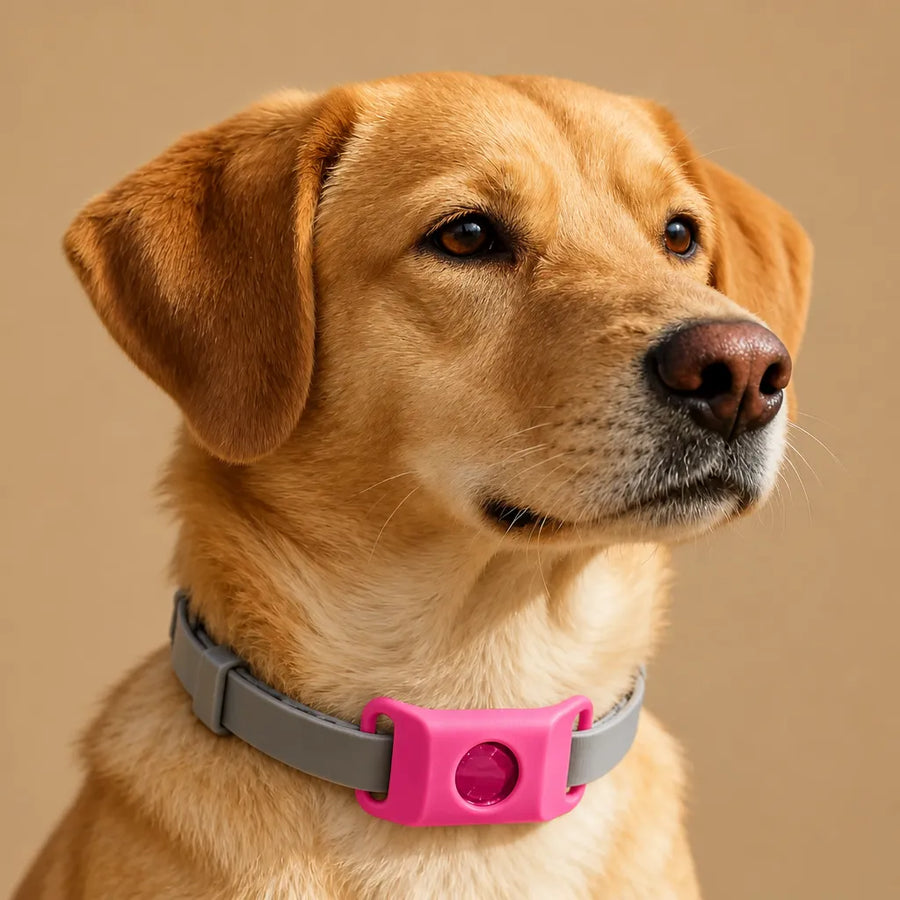 Collier anti puce et tique chien - Pendentif naturel 12 mois