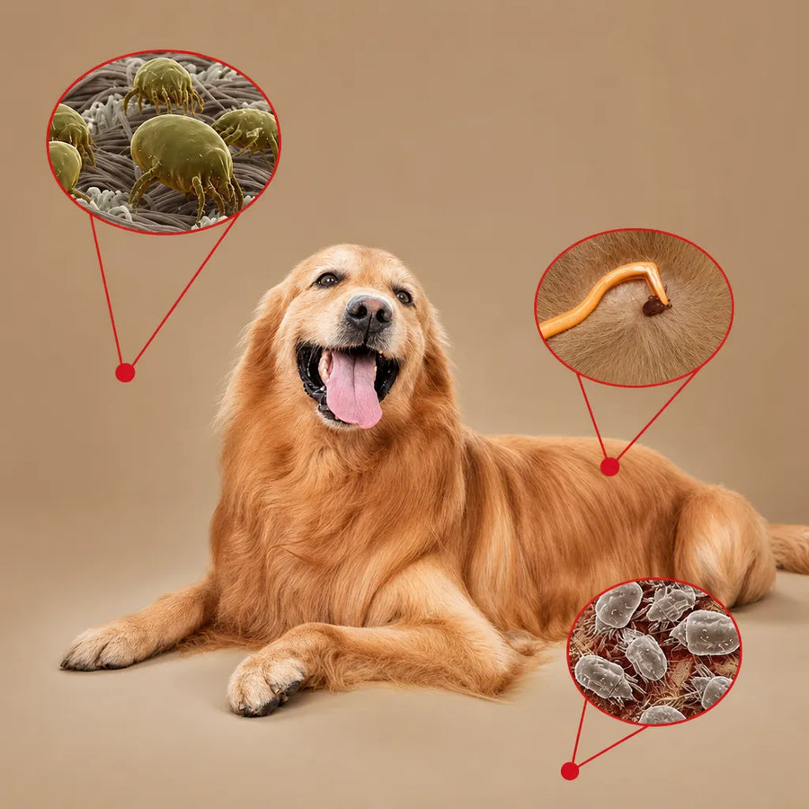 Anti Puce Ultrason Portable pour Chien - Sans Produit Chimique