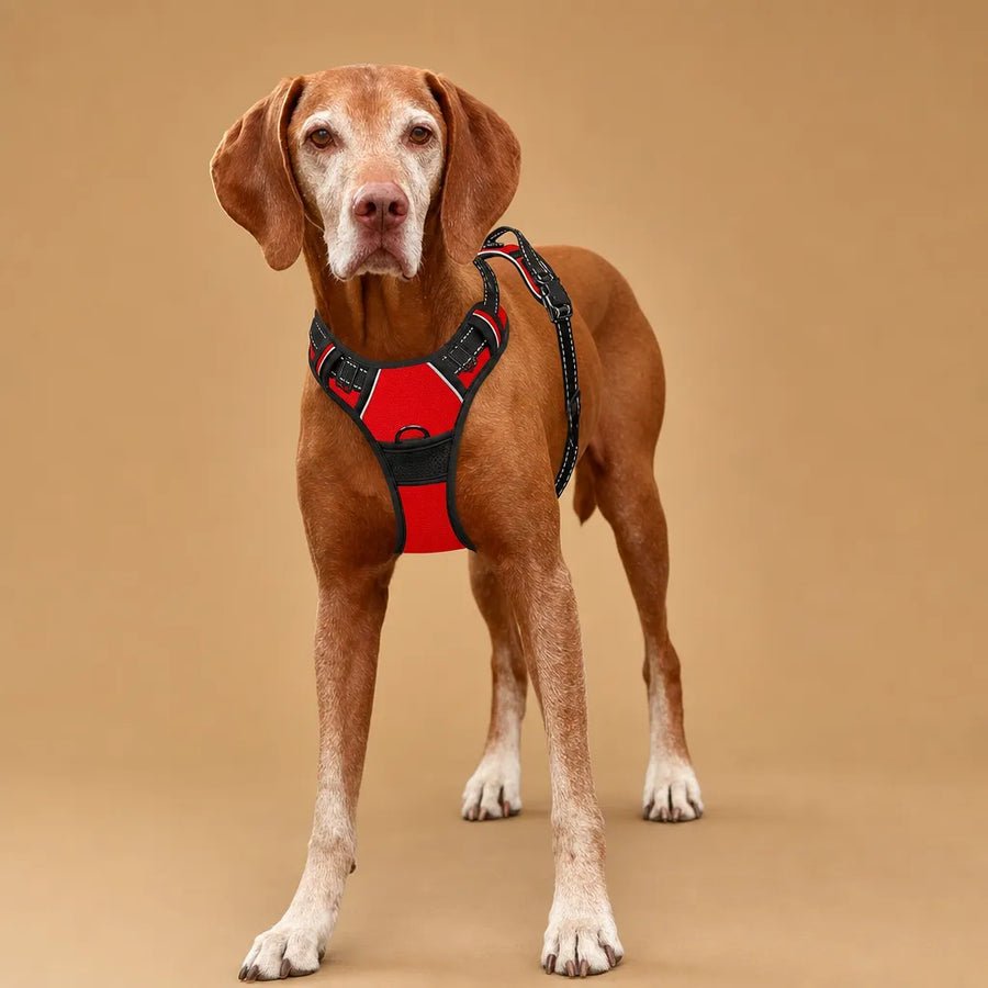 Harnais Chien Anti Traction Clip Frontal - Réfléchissant