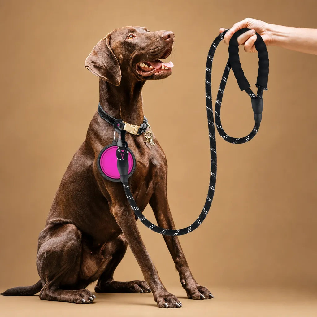 Laisse chien solide corde réfléchissante - Toutes races