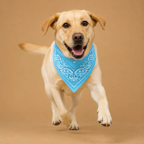 Bandana chien original paisley - 14 coloris 55 cm