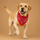Bandana chien original paisley - 14 coloris 55 cm